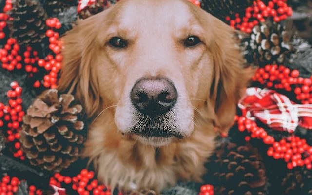 5 Holiday Dangers to Your Pet 